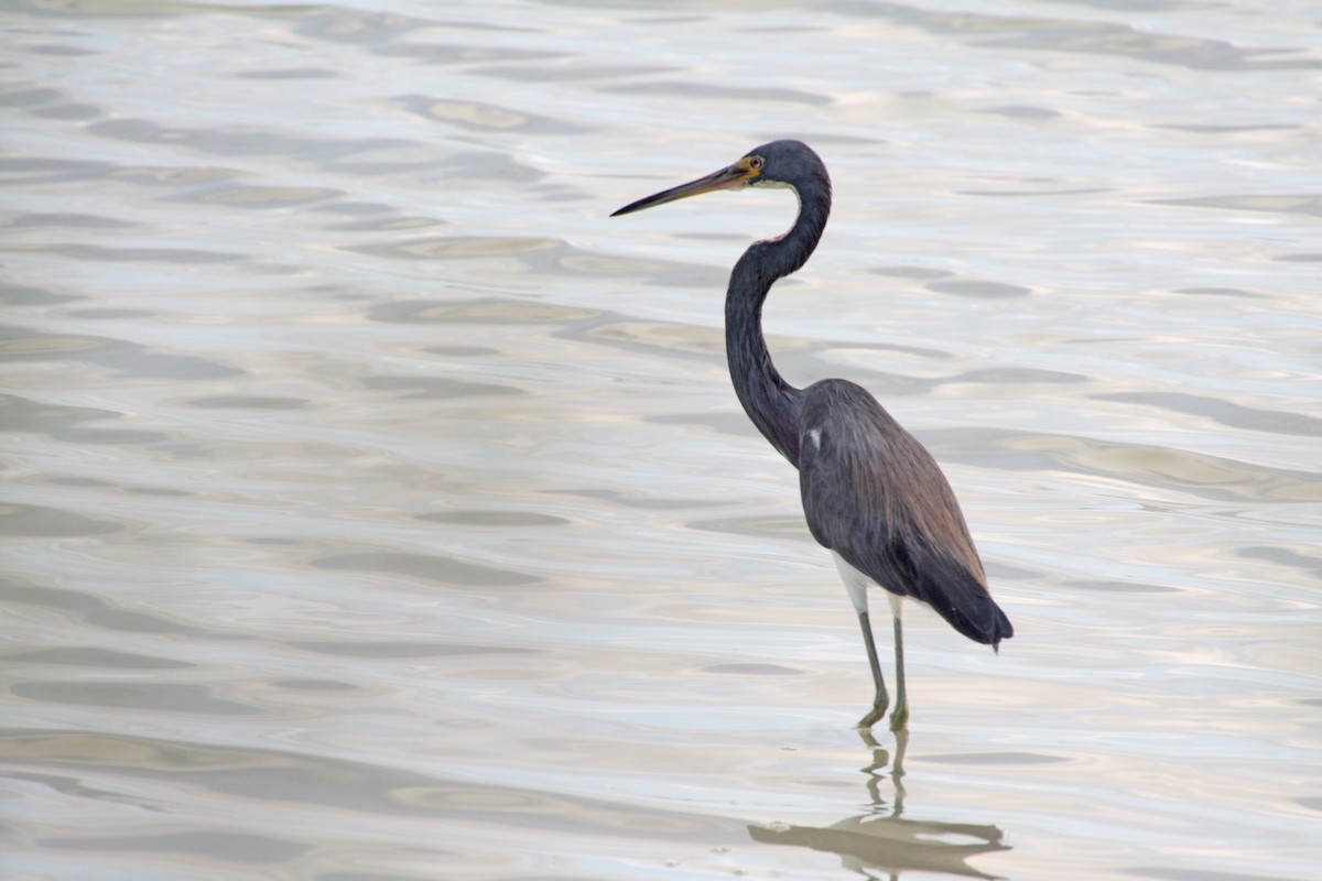 Tricolored Heron - Stephen and Felicia Cook