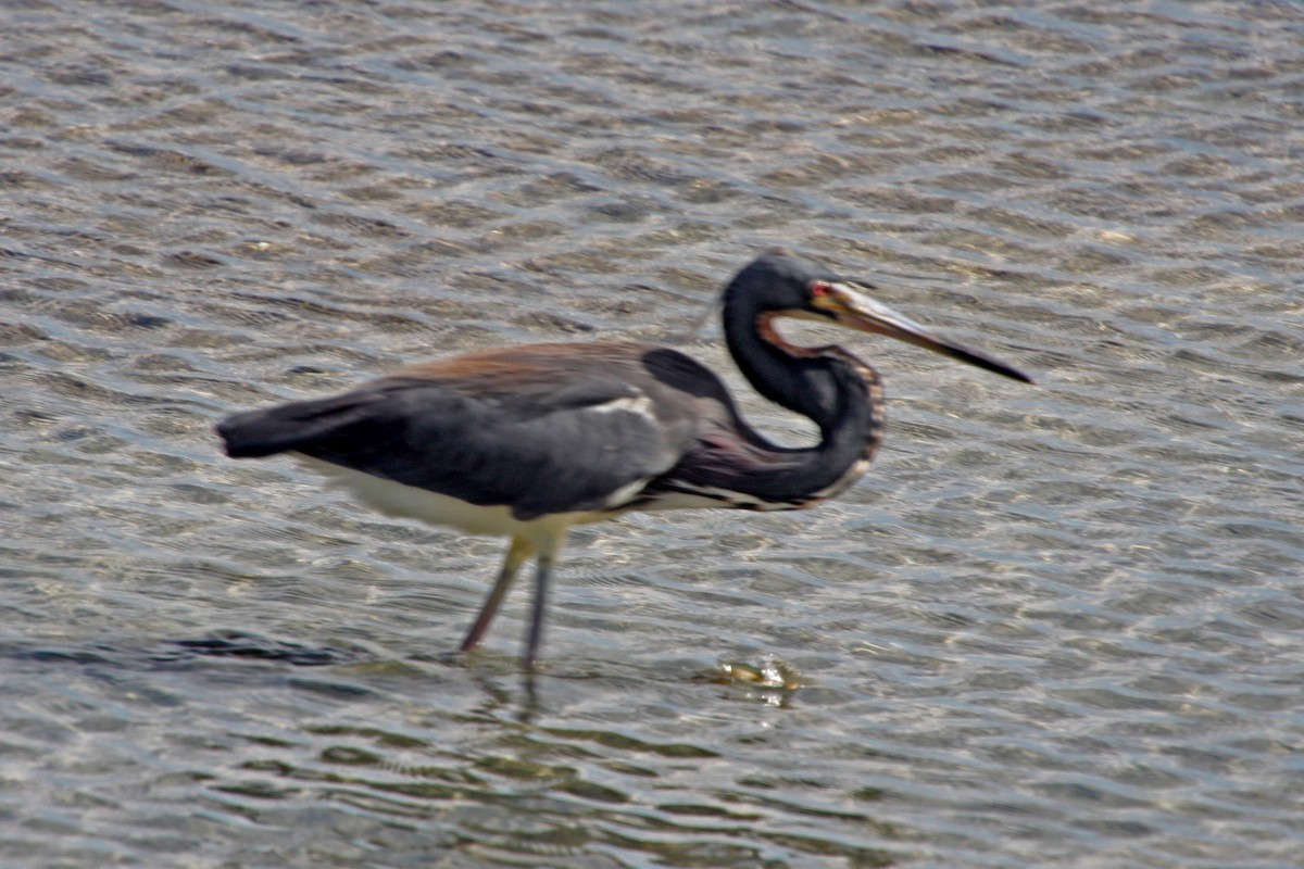 Tricolored Heron - Stephen and Felicia Cook