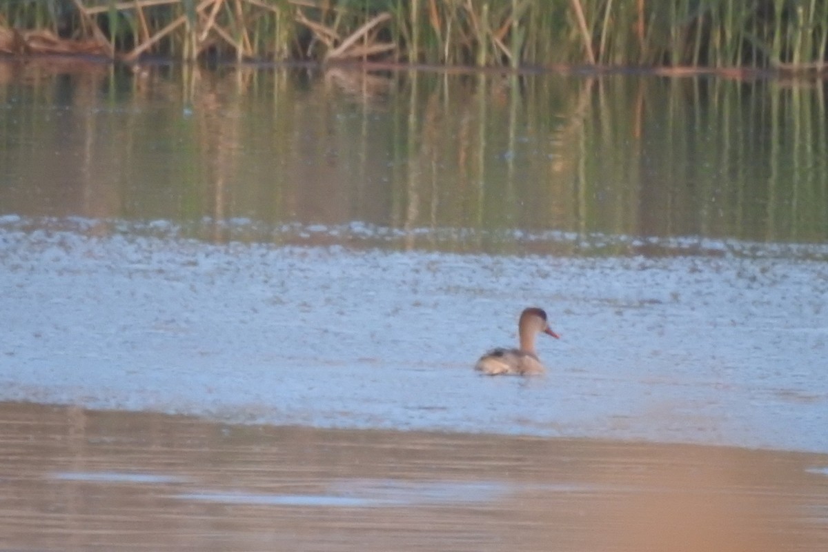 Red-crested Pochard - ML583590821