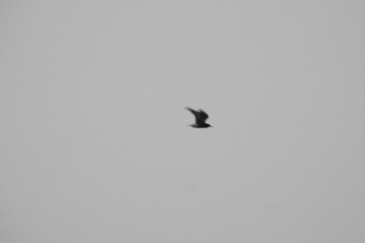 Black Tern - ML583590941