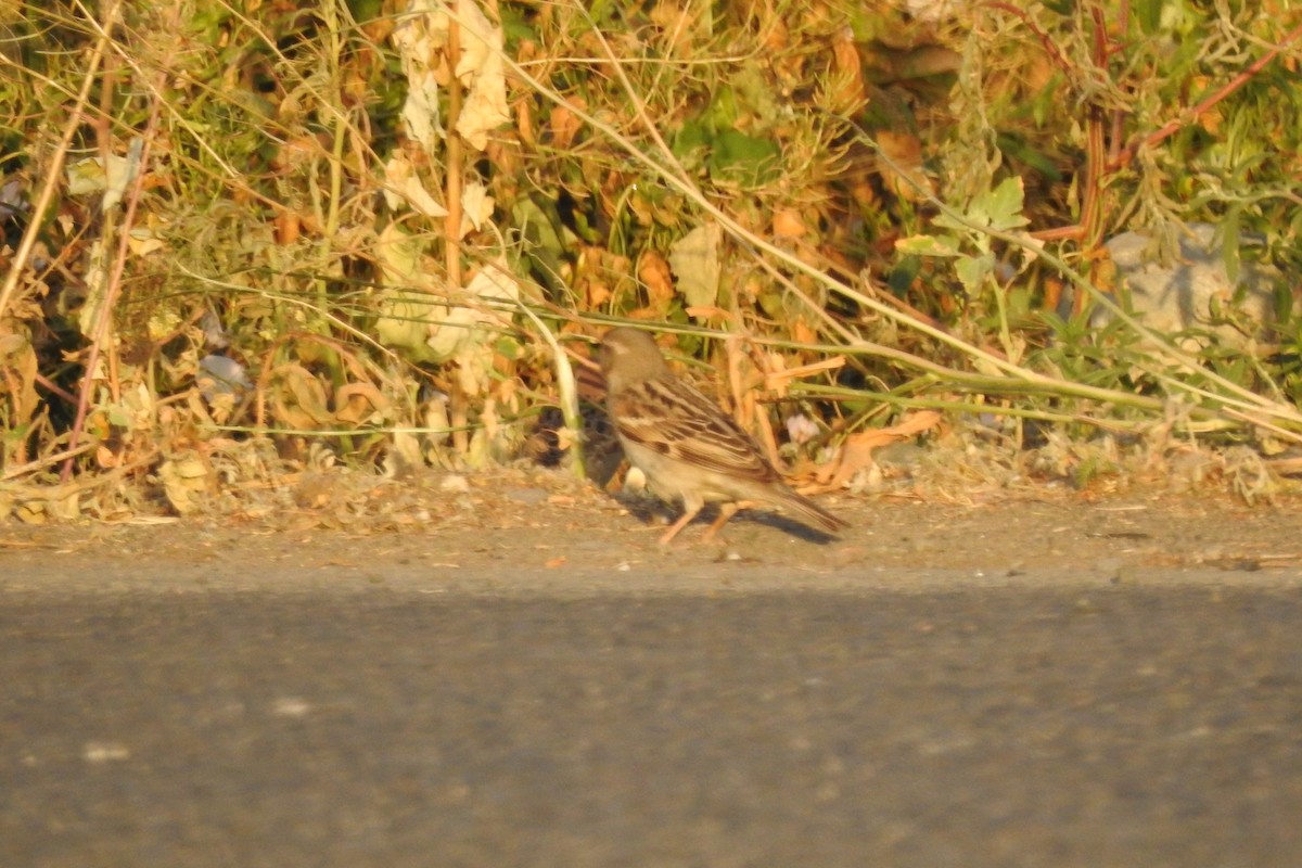 House Sparrow - ML583591111