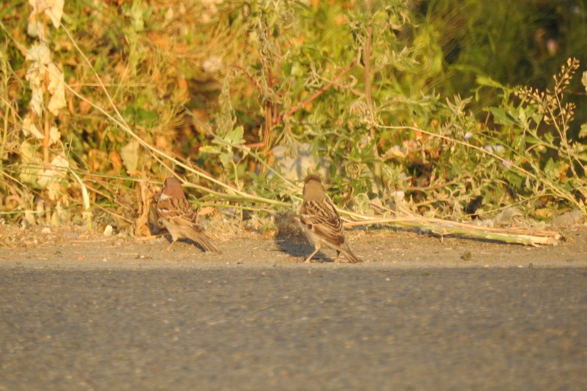 House Sparrow - ML583591121