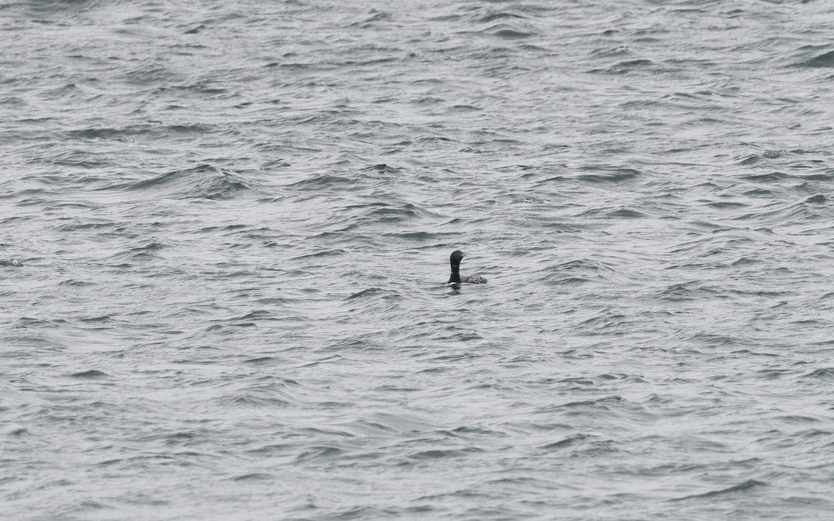 Yellow-billed Loon - ML583591411