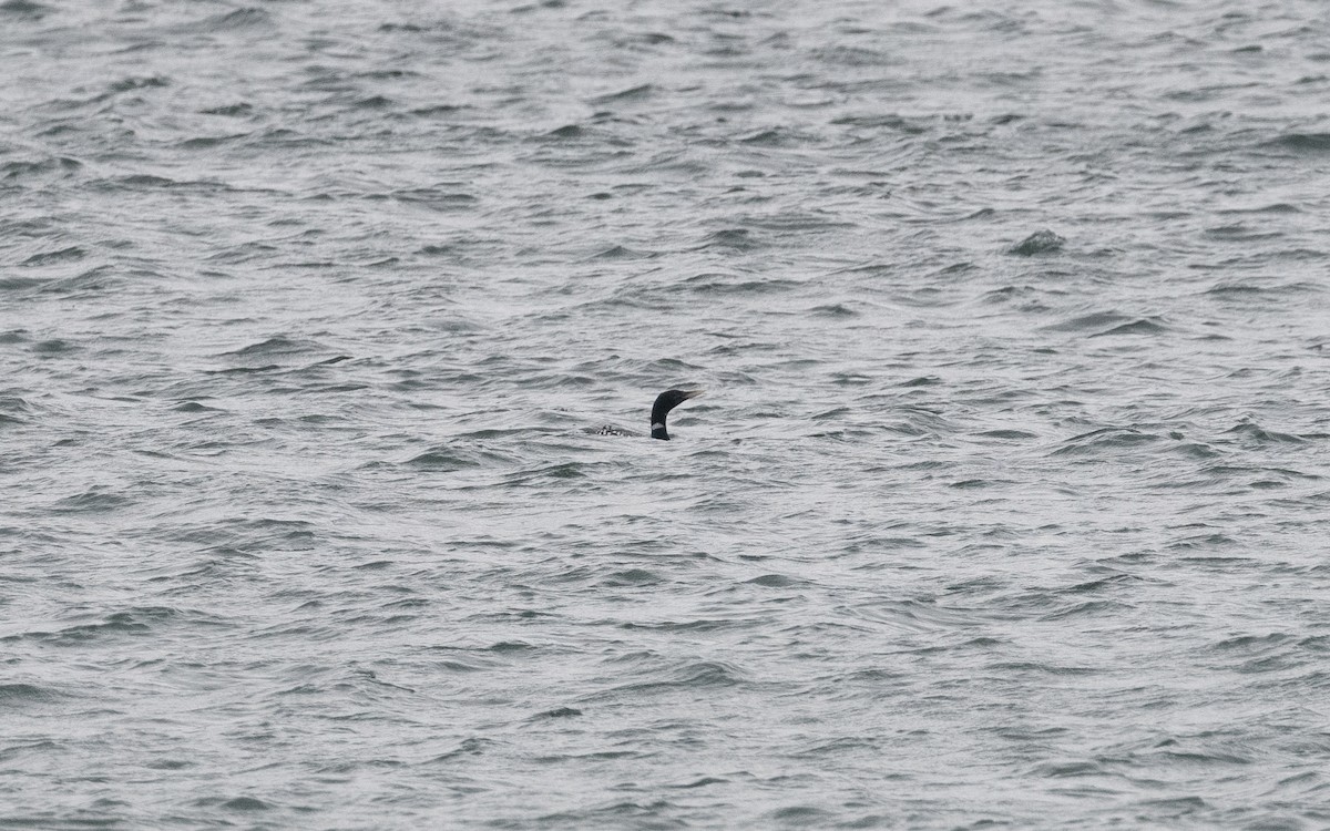 Yellow-billed Loon - ML583591421