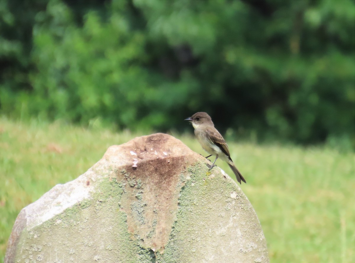 Eastern Phoebe - ML583591441