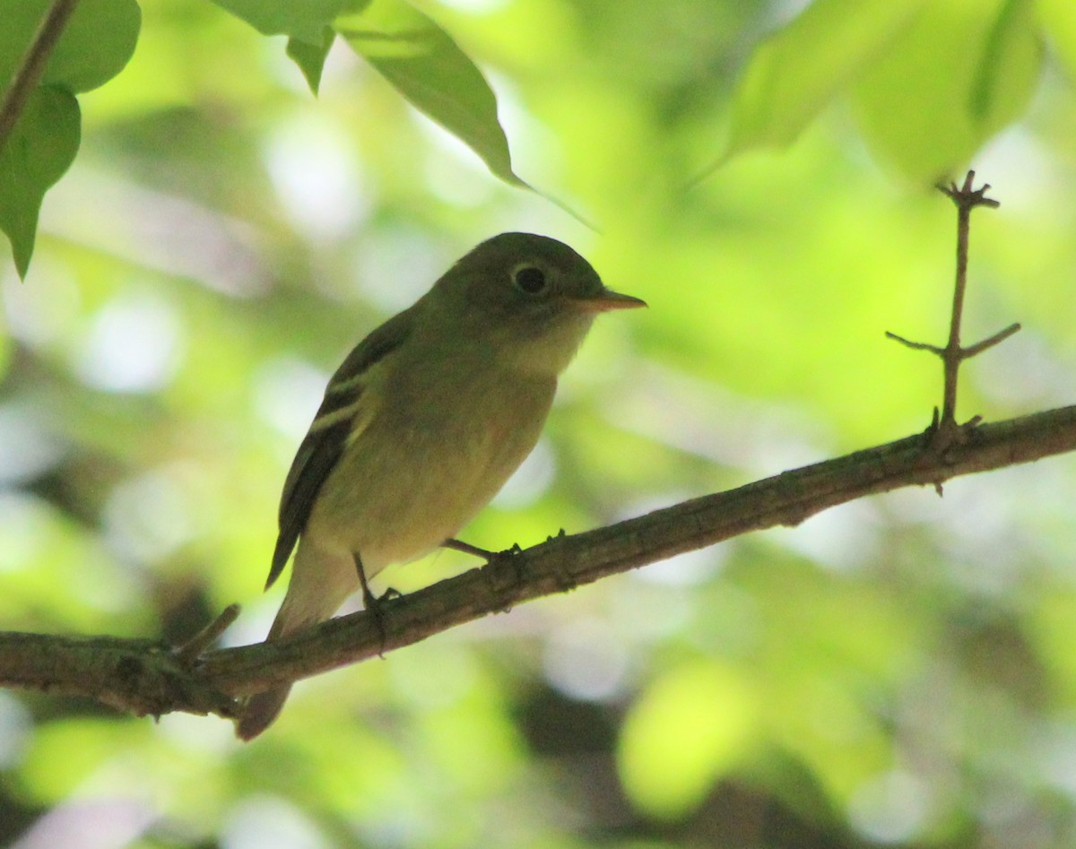 Least Flycatcher - ML58359211