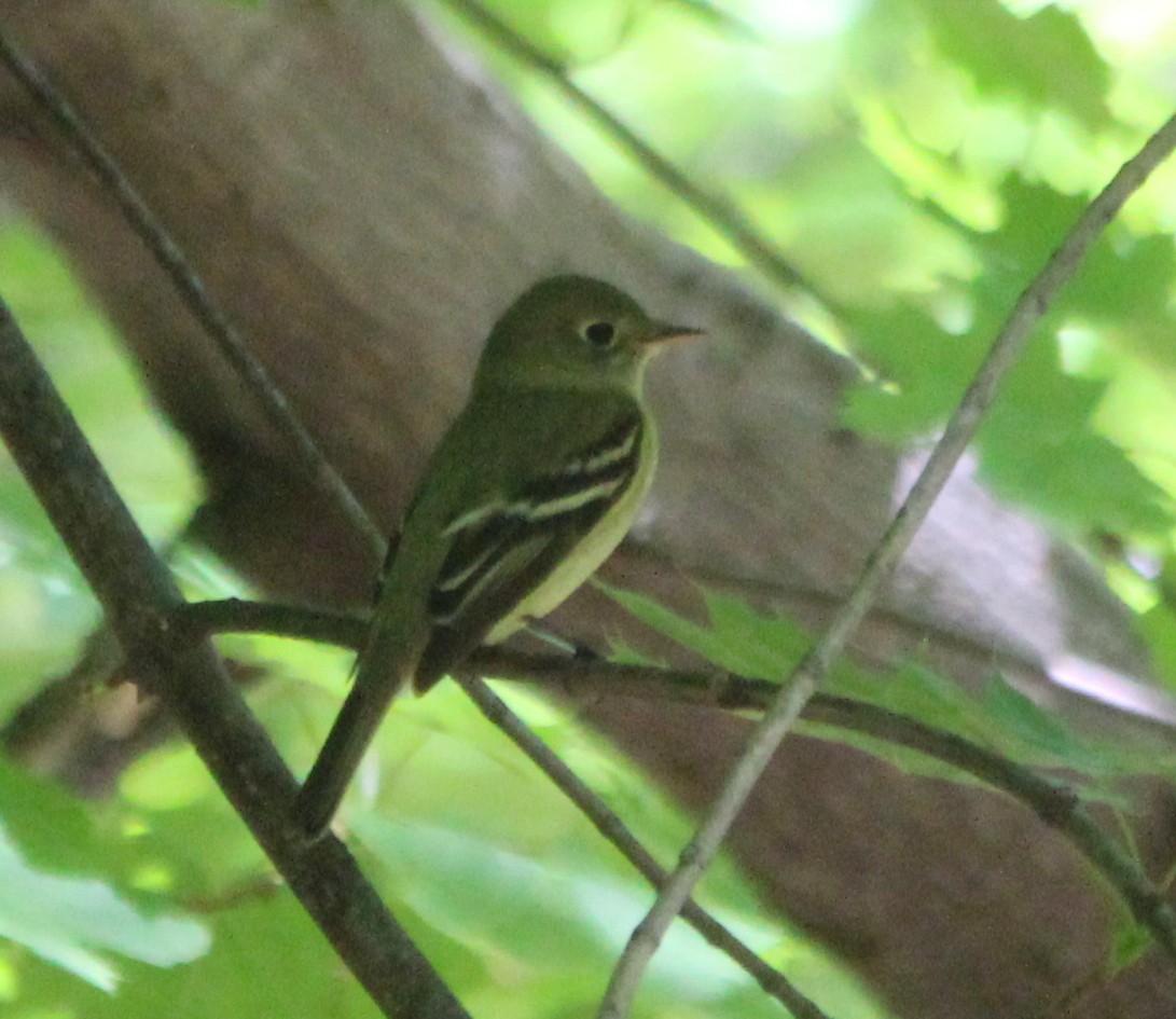 Least Flycatcher - kevin dougherty