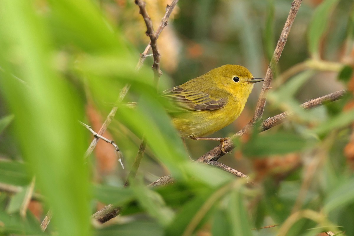 Yellow Warbler - ML58359341