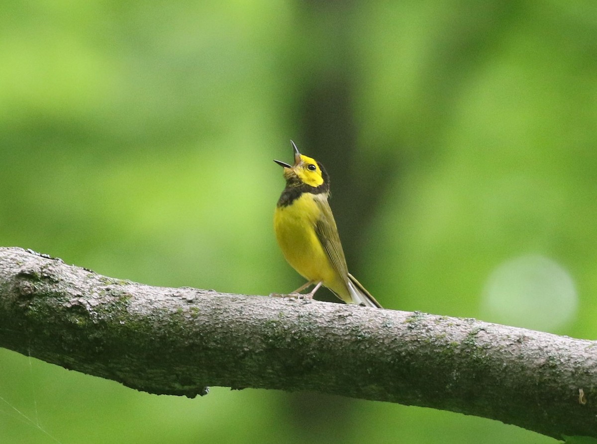 Hooded Warbler - Mary Backus