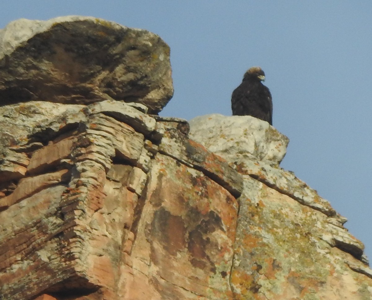 Golden Eagle - marti ikehara