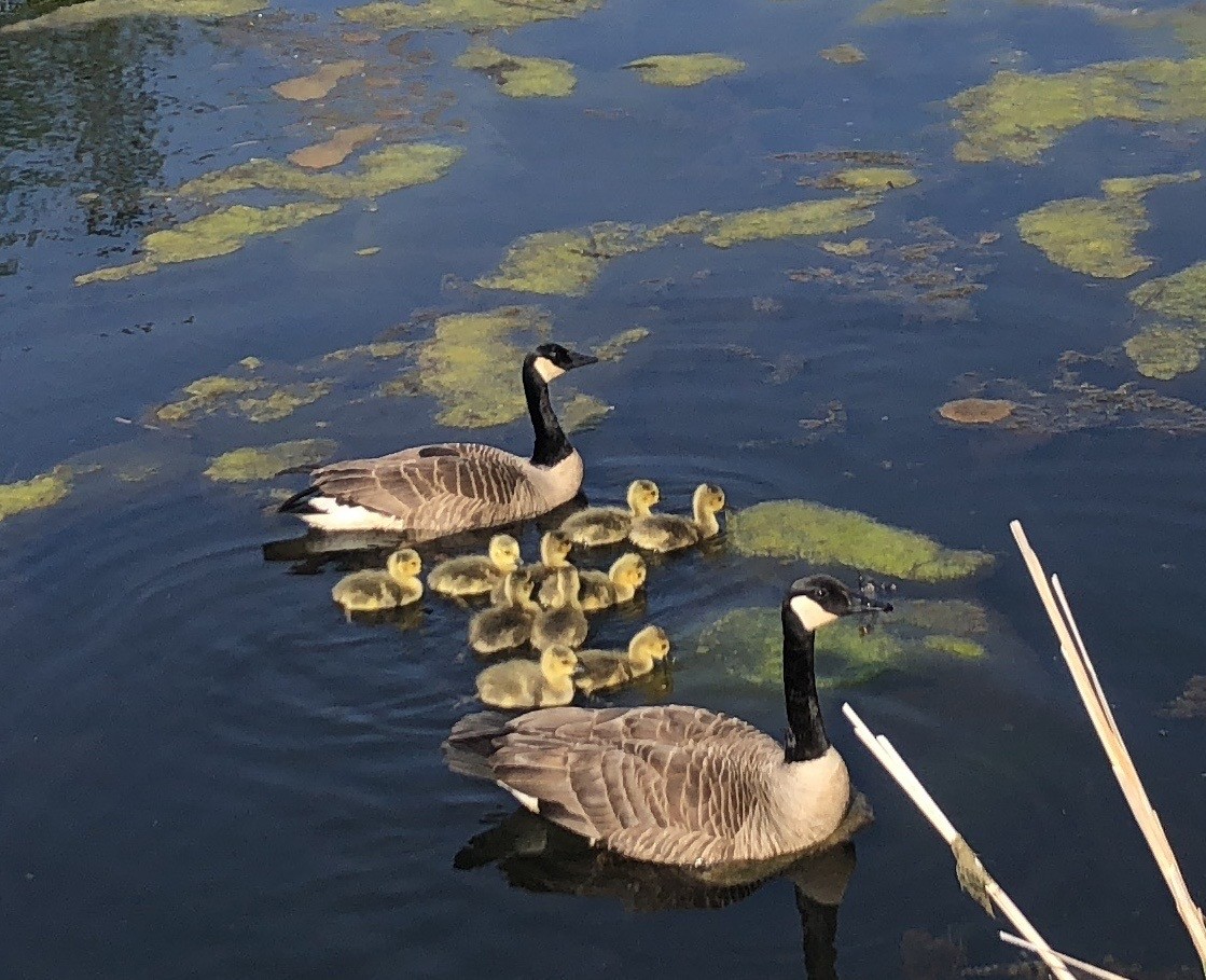 Canada Goose - ML583594681