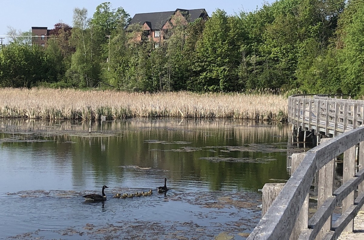 Canada Goose - ML583595291