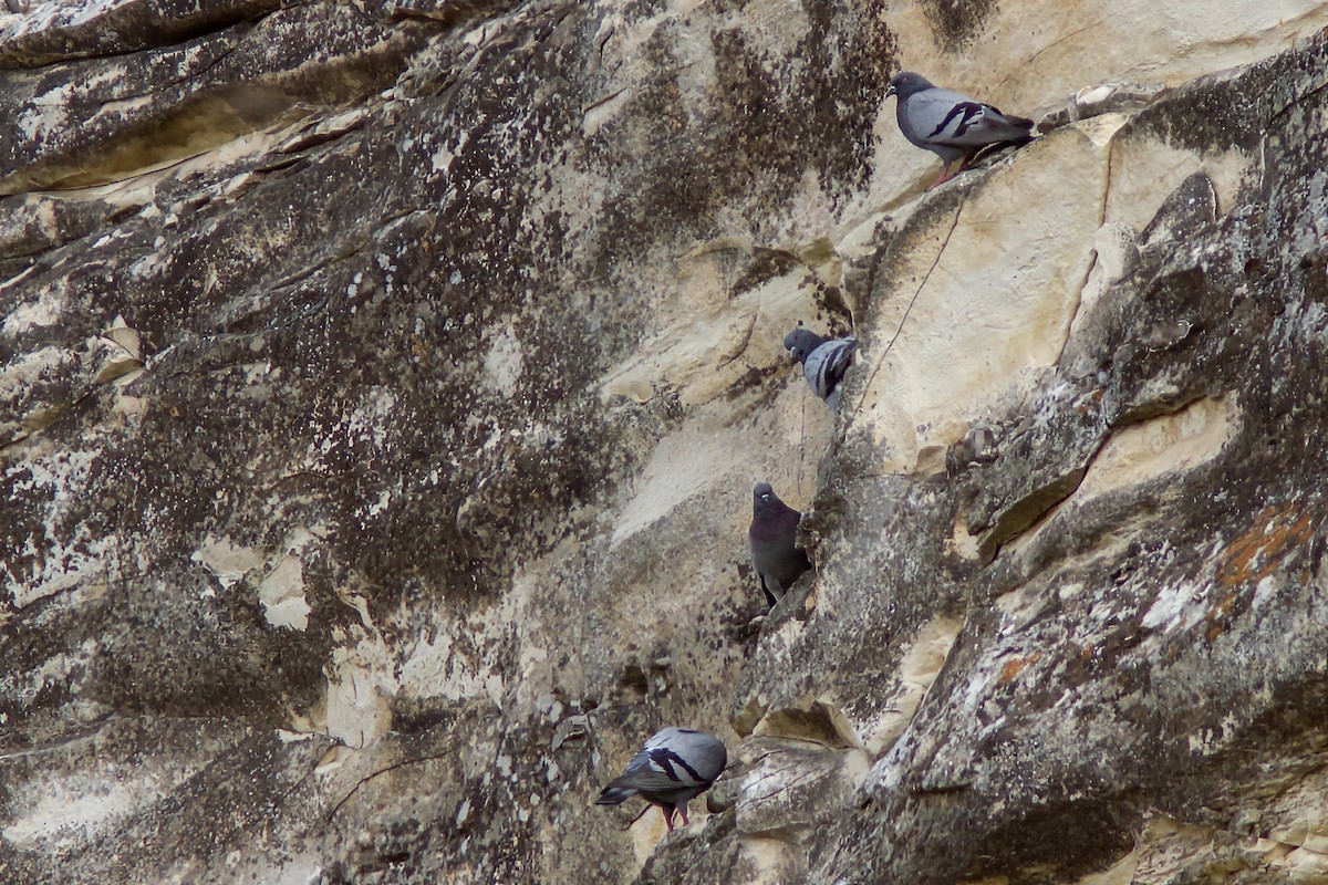 Rock Pigeon - ML583597351