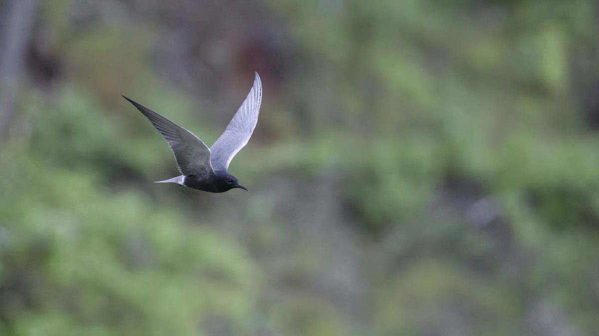 Black Tern - ML583597801