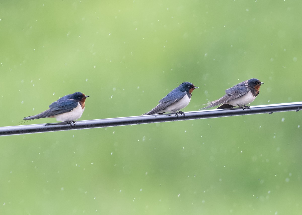 Barn Swallow (Buff-bellied) - ML583598931