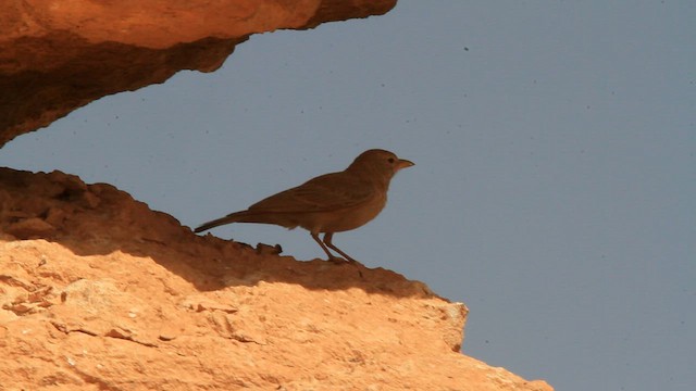 Desert Lark - ML583599081