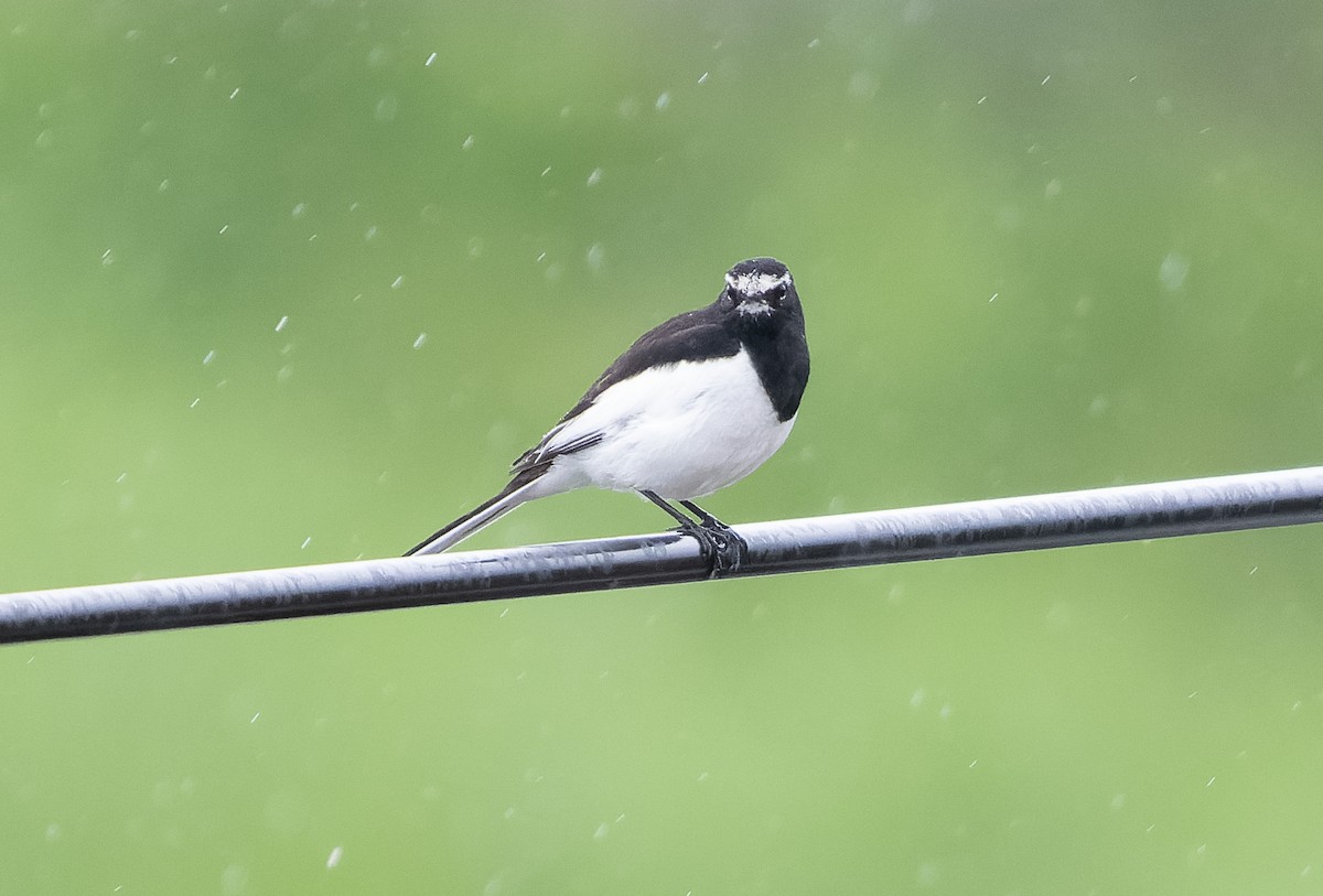 Japanese Wagtail - Simon Colenutt