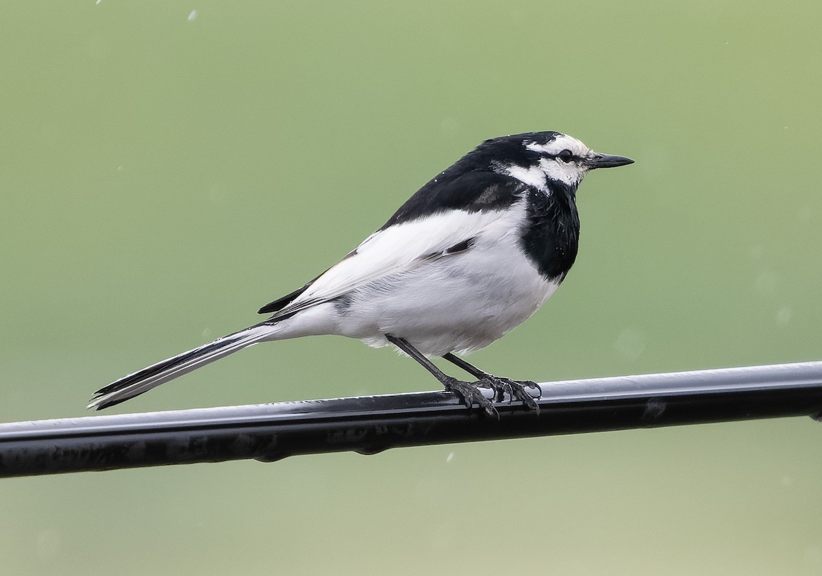 White Wagtail (Black-backed) - ML583599561