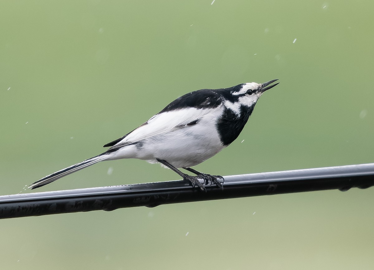 White Wagtail (Black-backed) - ML583599571