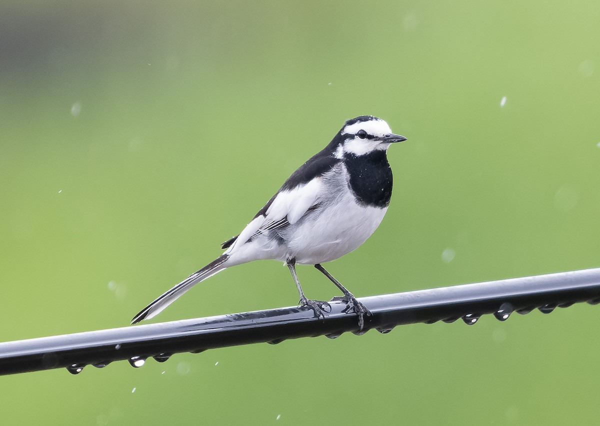 White Wagtail (Black-backed) - ML583599671