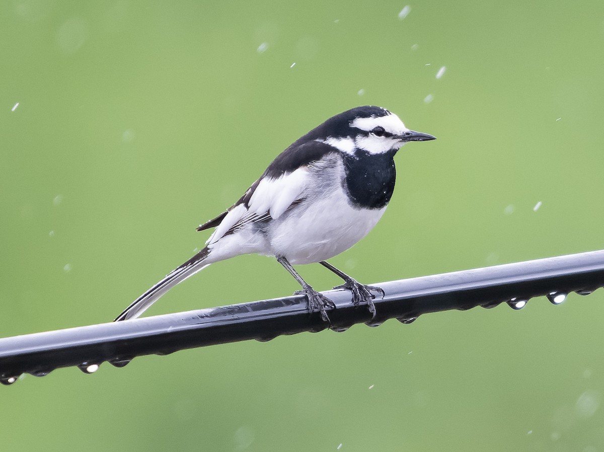 White Wagtail (Black-backed) - ML583599681