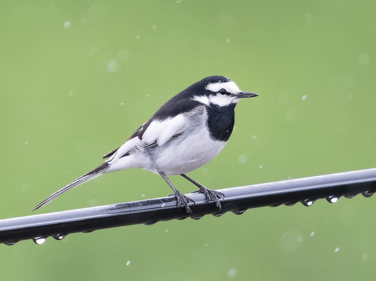 White Wagtail (Black-backed) - ML583599691
