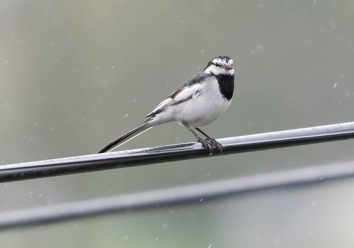 White Wagtail (Black-backed) - ML583599811