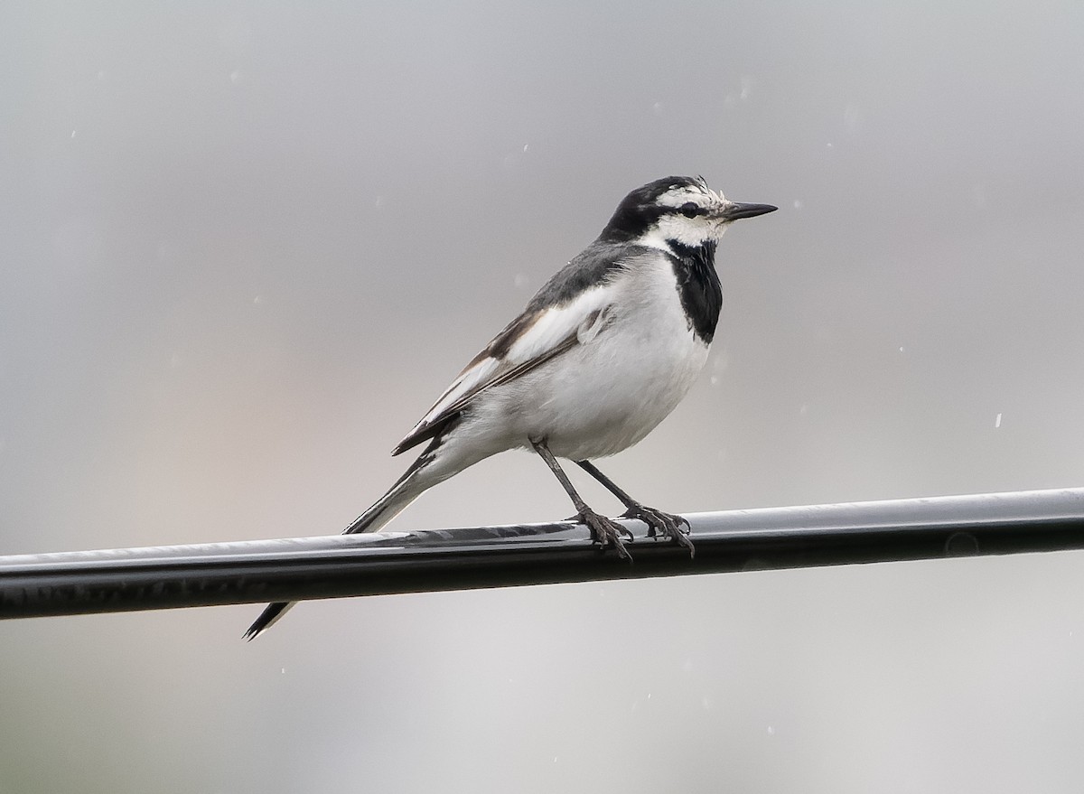 White Wagtail (Black-backed) - ML583599841