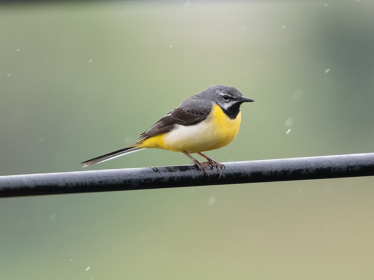 Gray Wagtail - Simon Colenutt