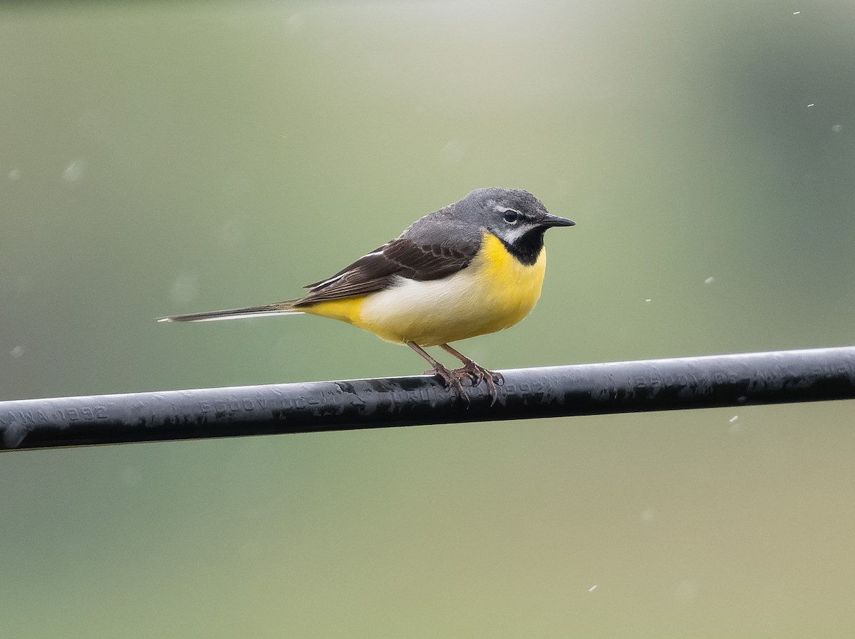 Gray Wagtail - Simon Colenutt