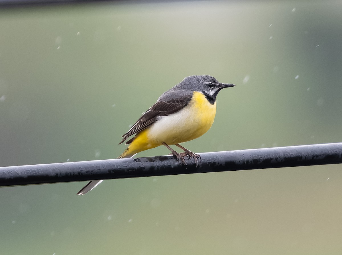 Gray Wagtail - Simon Colenutt