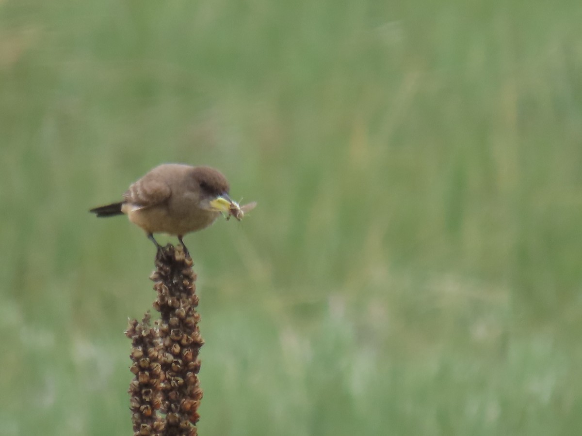 Say's Phoebe - ML583600901