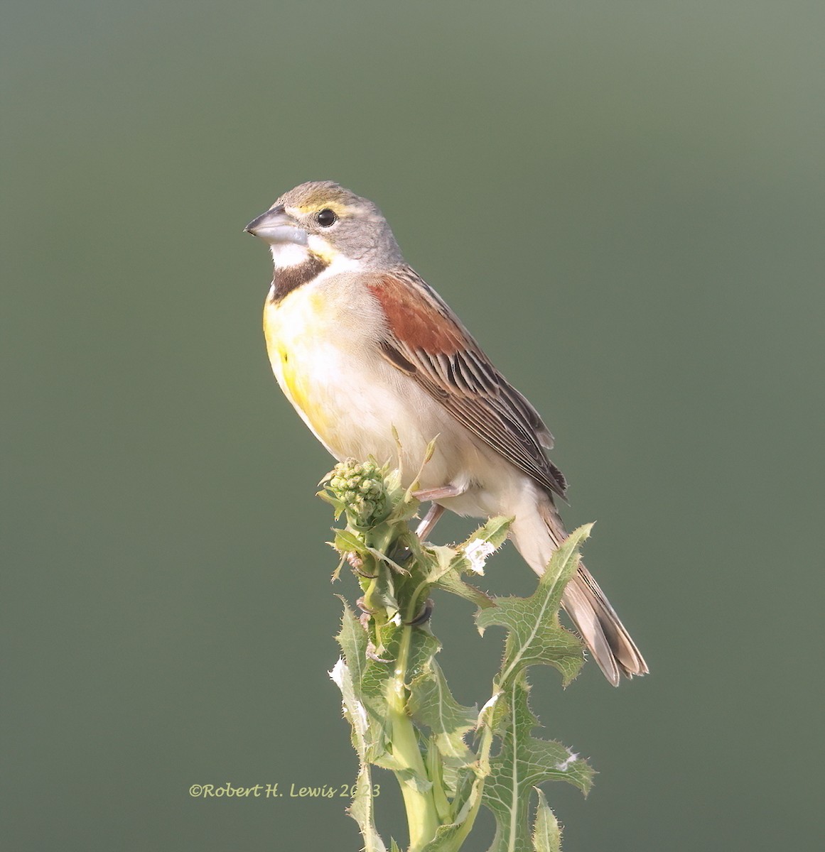Dickcissel - ML583601041