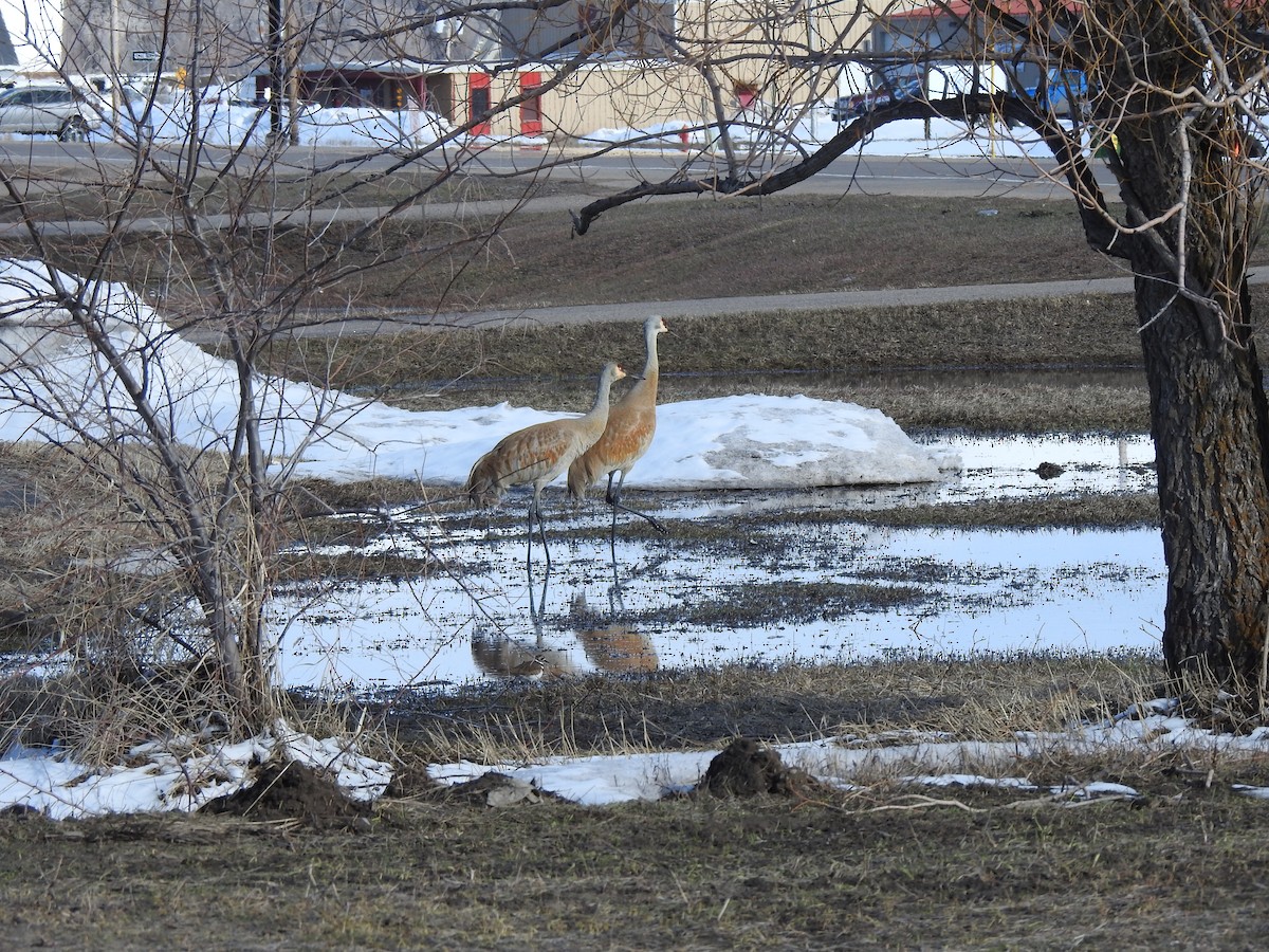 Sandhill Crane - ML583601841