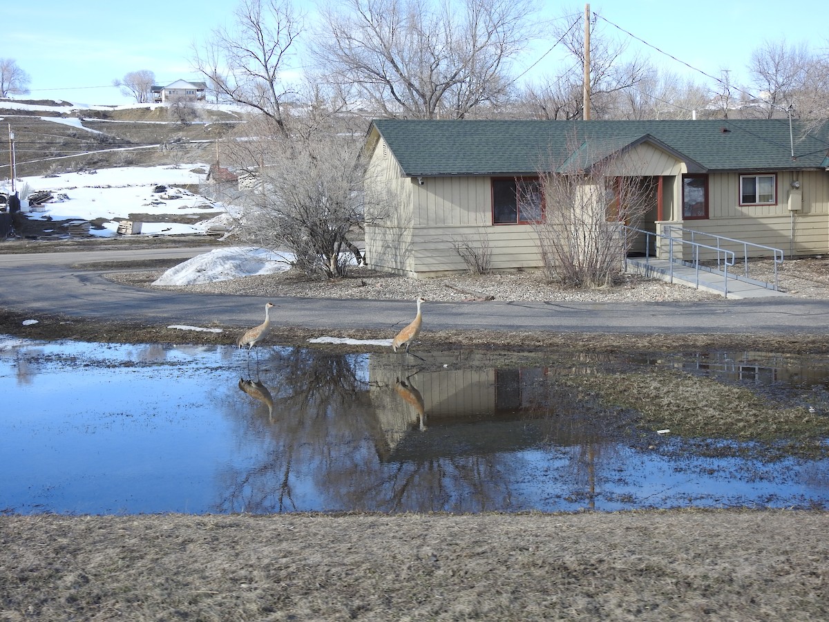 Sandhill Crane - ML583601961