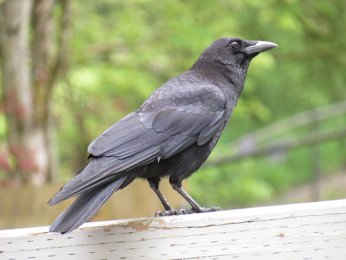 American Crow - ML58360261