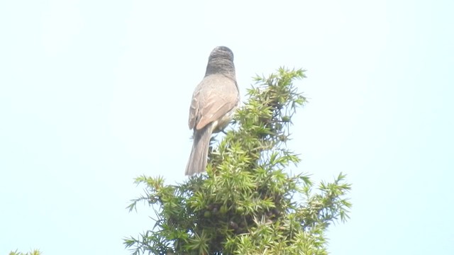 סבכי חורש מערבי - ML583603291