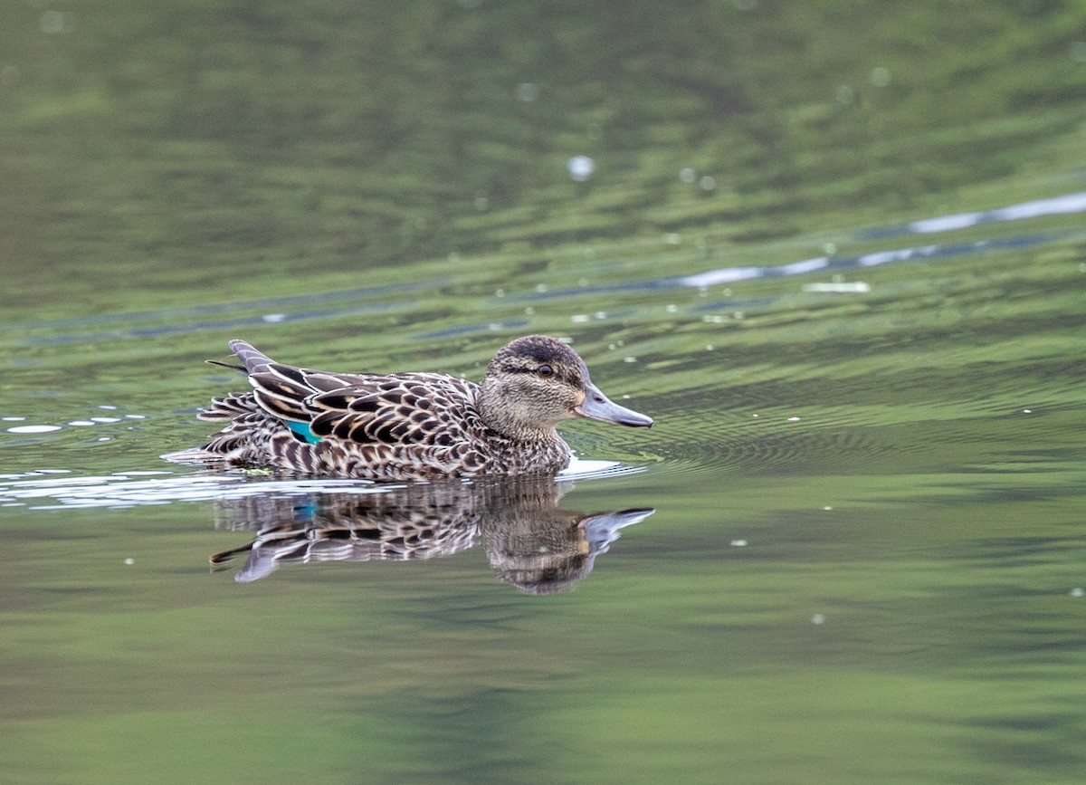 Green-winged Teal - ML583603871