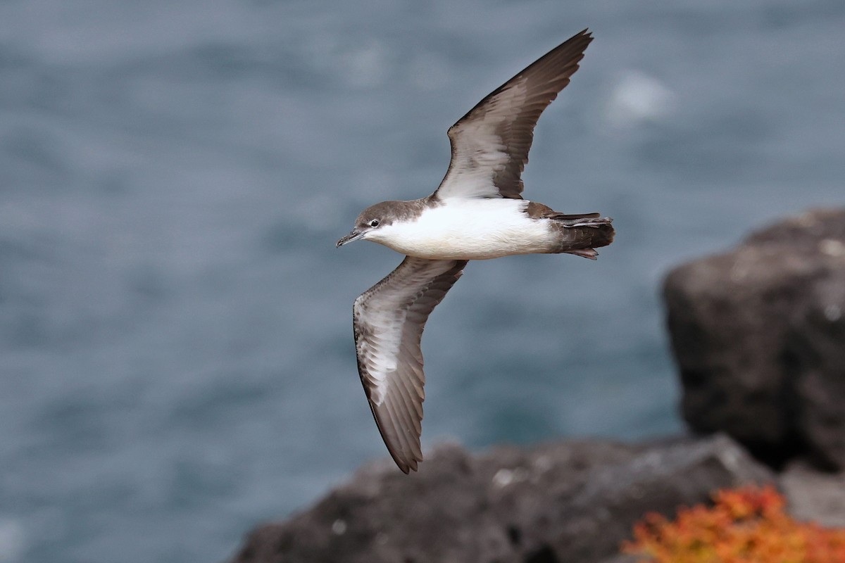 Galapagos Yelkovanı (açık kanatlı) - ML583604091