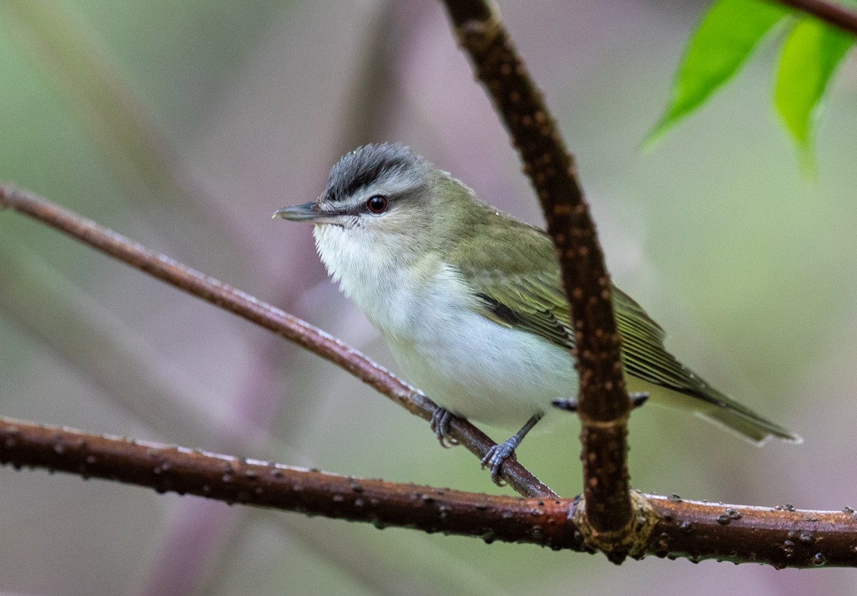 Red-eyed Vireo - ML583604121