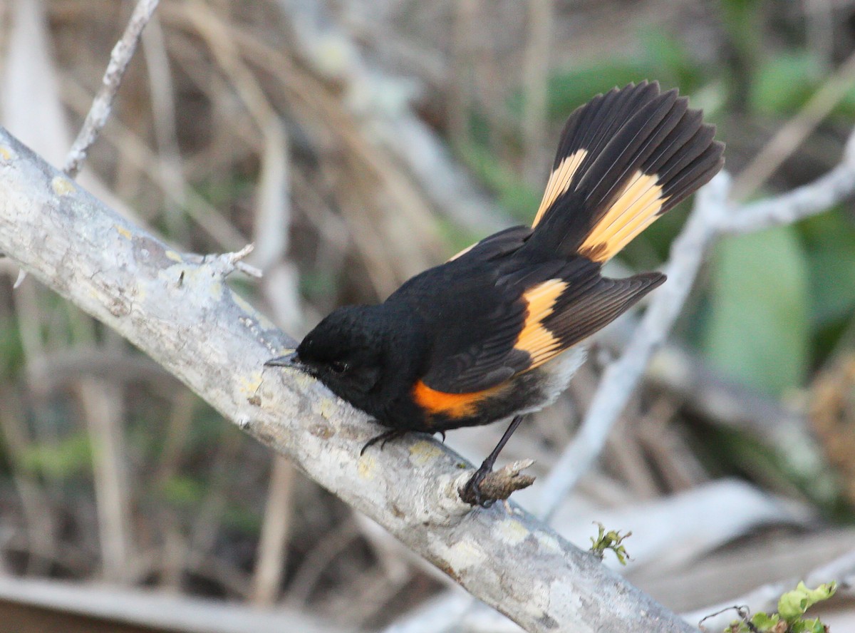 American Redstart - ML58360441