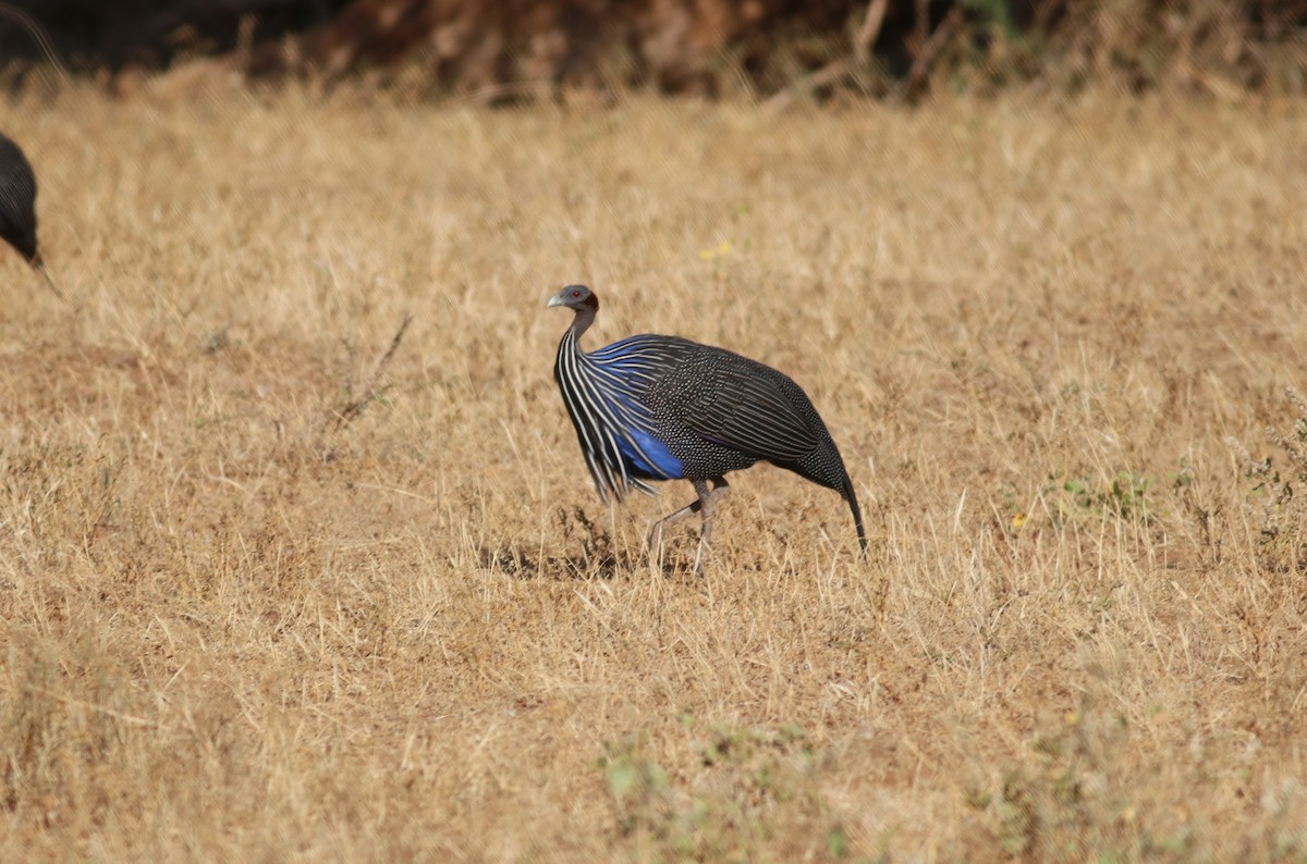 Vulturine Guineafowl - Luke Ozsanlav-Harris