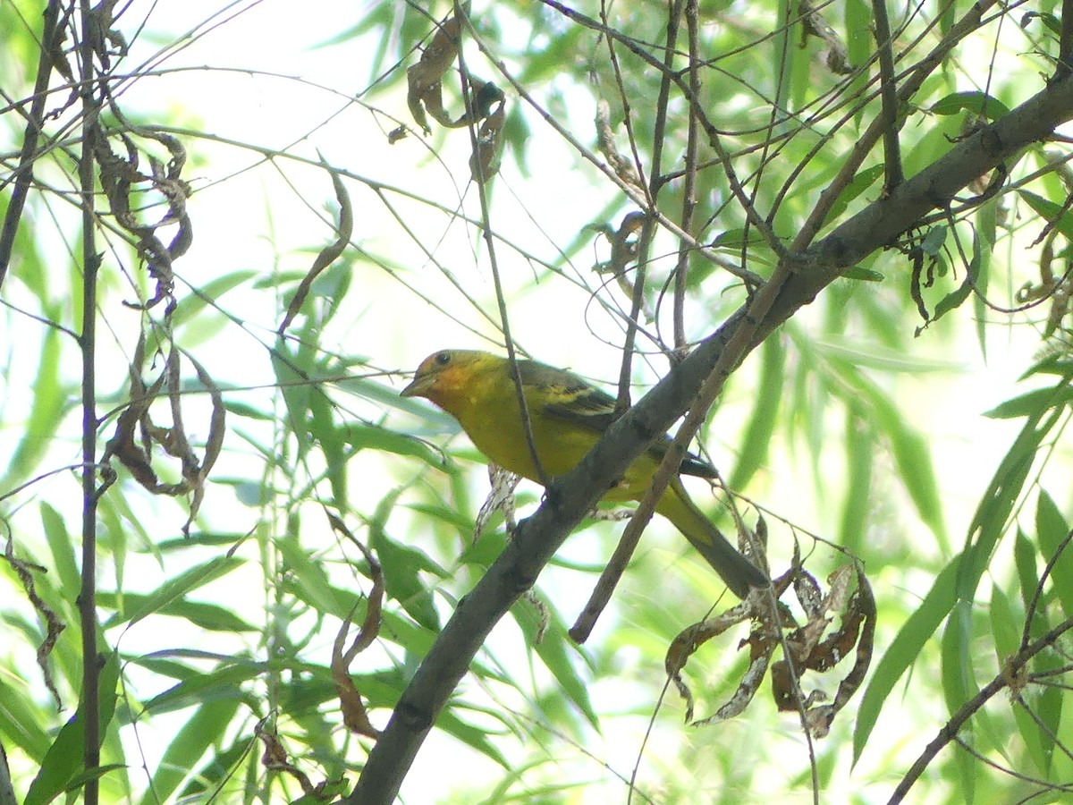 Western Tanager - ML583606021