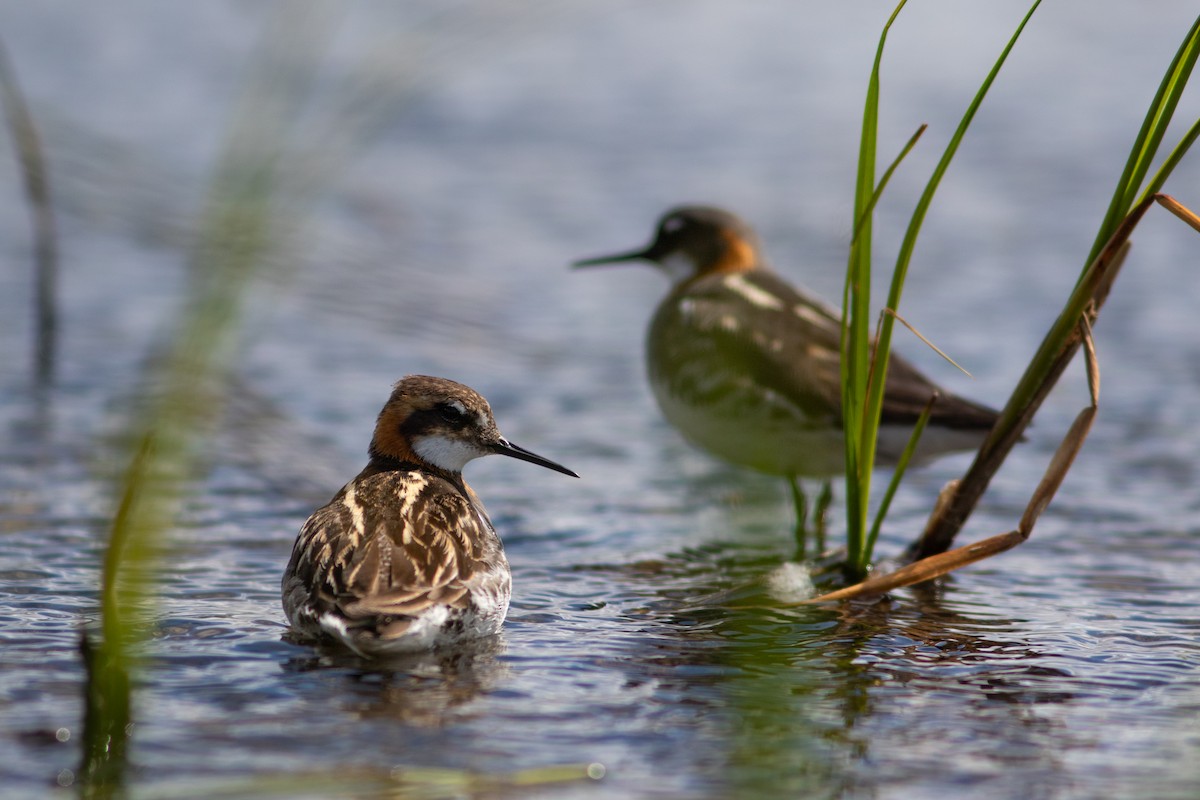 Red-necked Phalarope - ML583606421