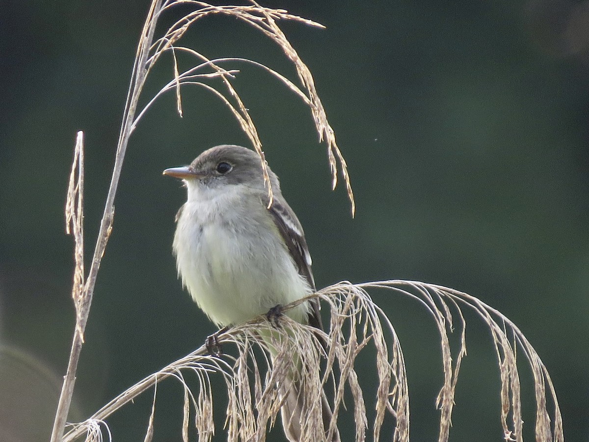 Alder Flycatcher - ML583607481