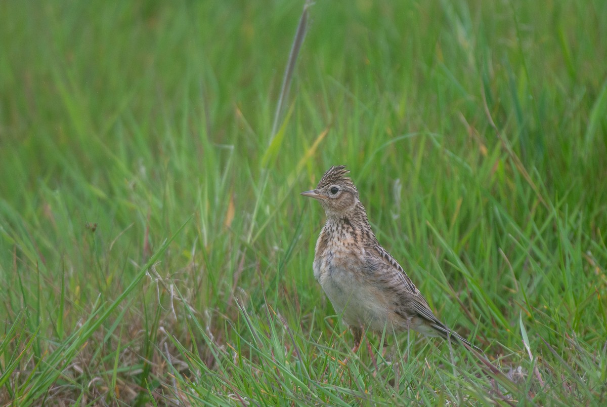 Eurasian Skylark (European) - ML583607671