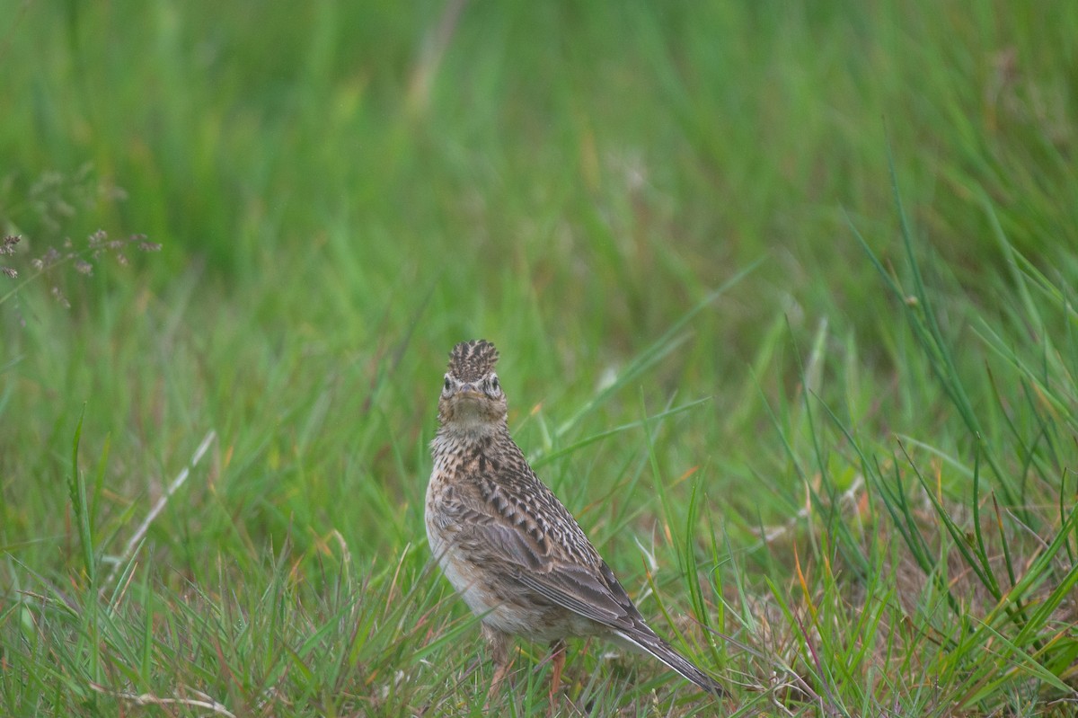 Eurasian Skylark (European) - ML583607681