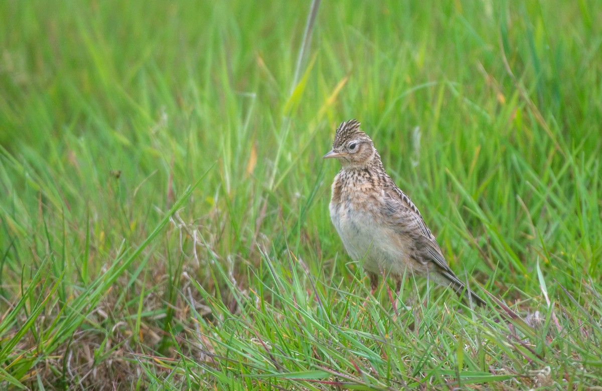 Eurasian Skylark (European) - ML583607691