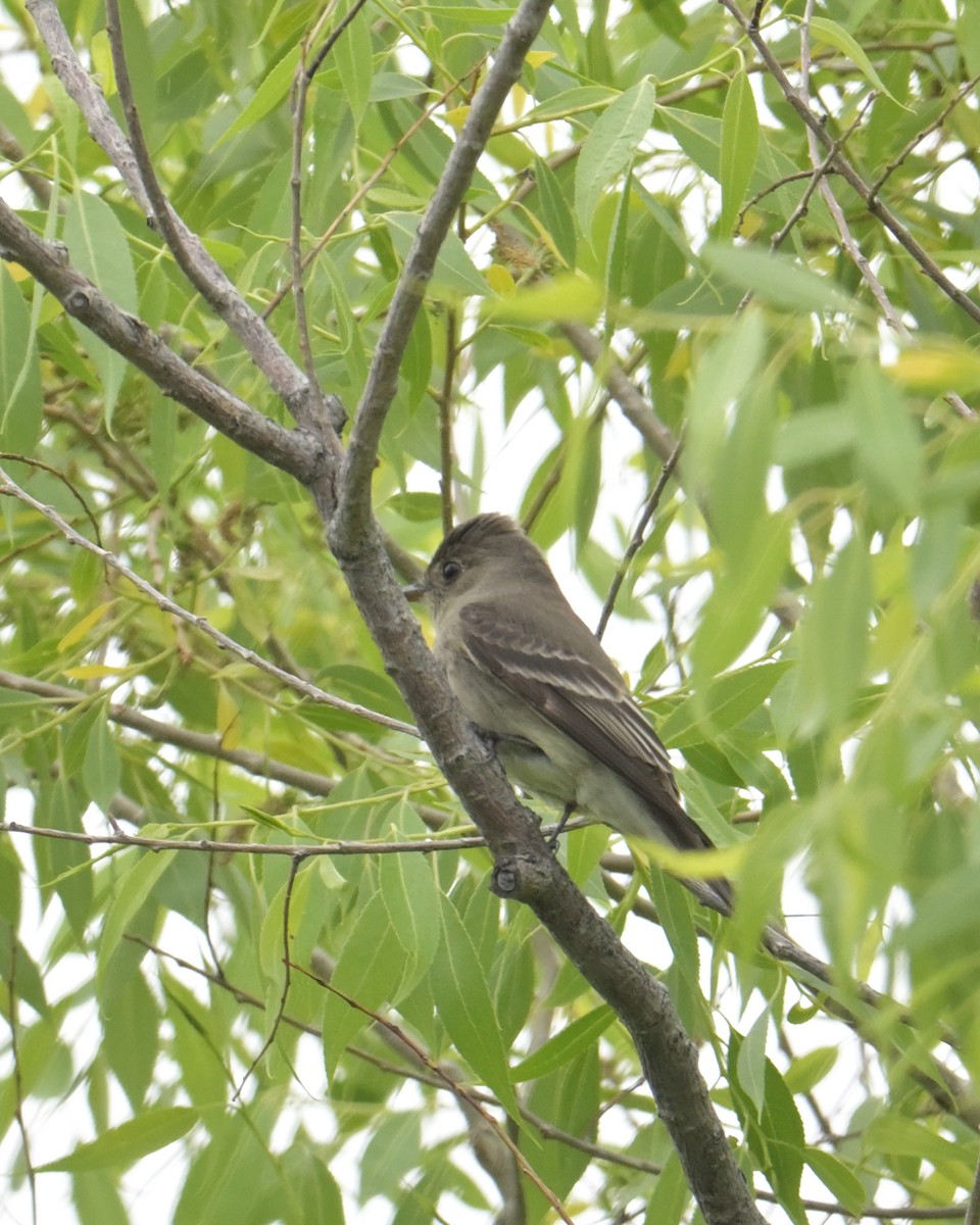 Western Wood-Pewee - ML583607931