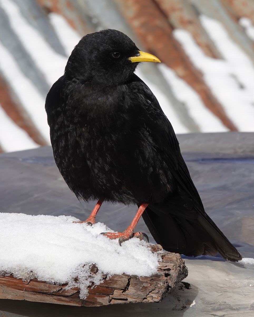 Yellow-billed Chough - Roman Suffner